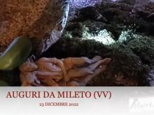 Auguri da Mileto - Il presepe nella Basilica Cattedrale Maria SS Assunta e San Nicola - Natale 2022